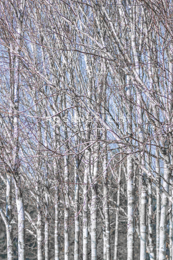 Birch Thicket - Assaf Frank