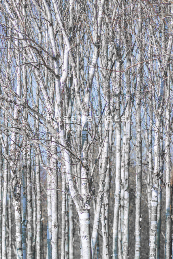 Birch Copse - Assaf Frank