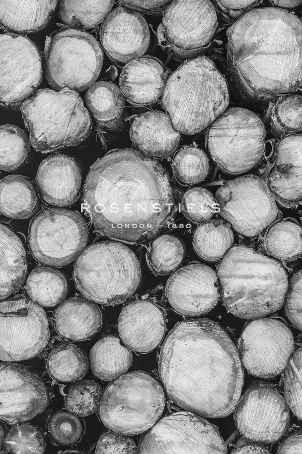 Timber Focus - Assaf Frank