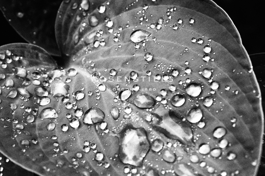 Nightfall Leaf - Florian Schleinig
