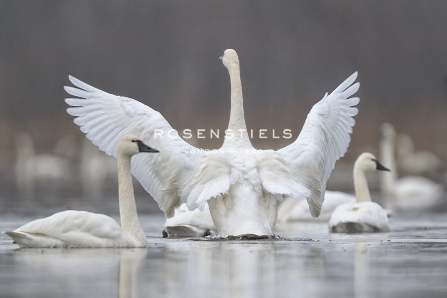 Swan Display - Wink Gaines