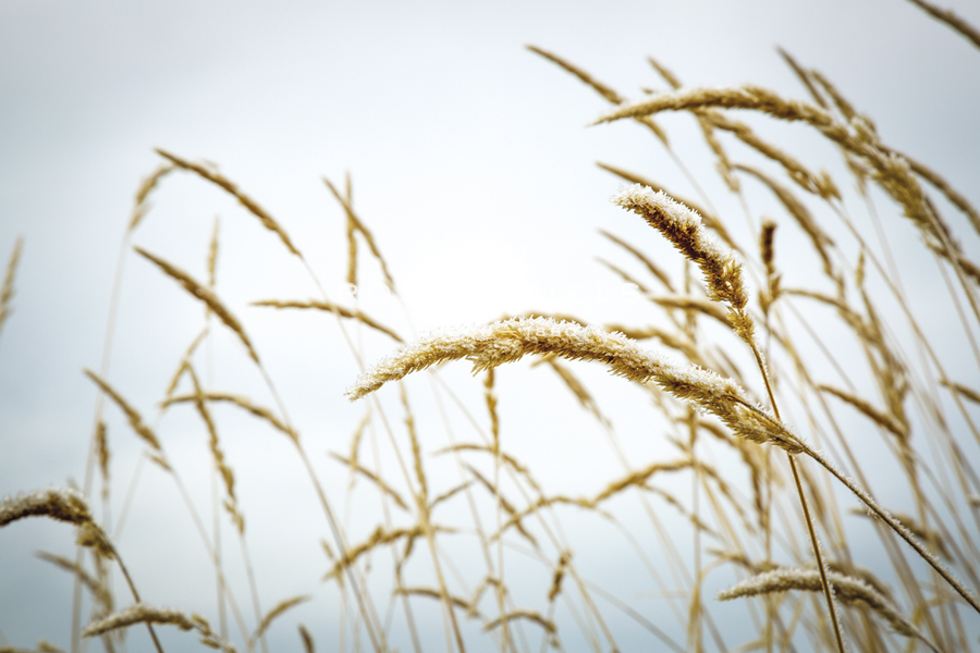 Summer Harvest - Andrew Geiger