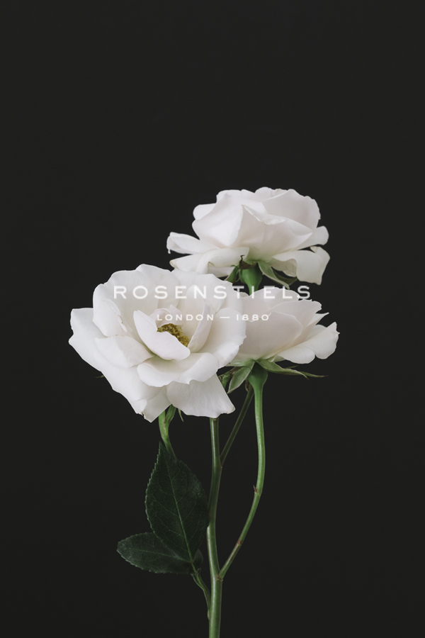 Floral Fable - Irene Suchocki