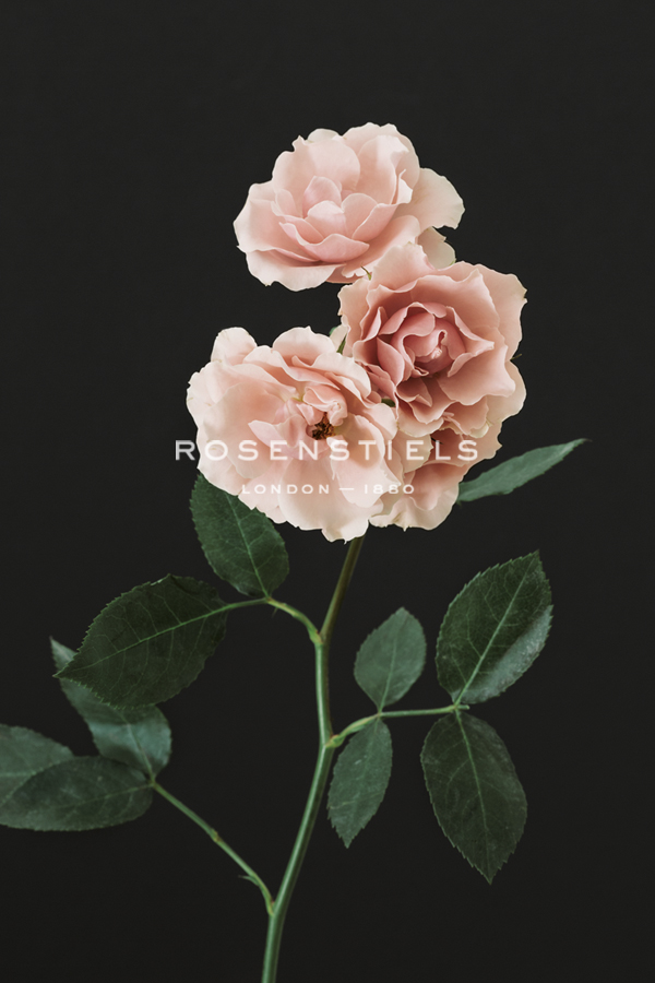 Floral Fantasy - Irene Suchocki