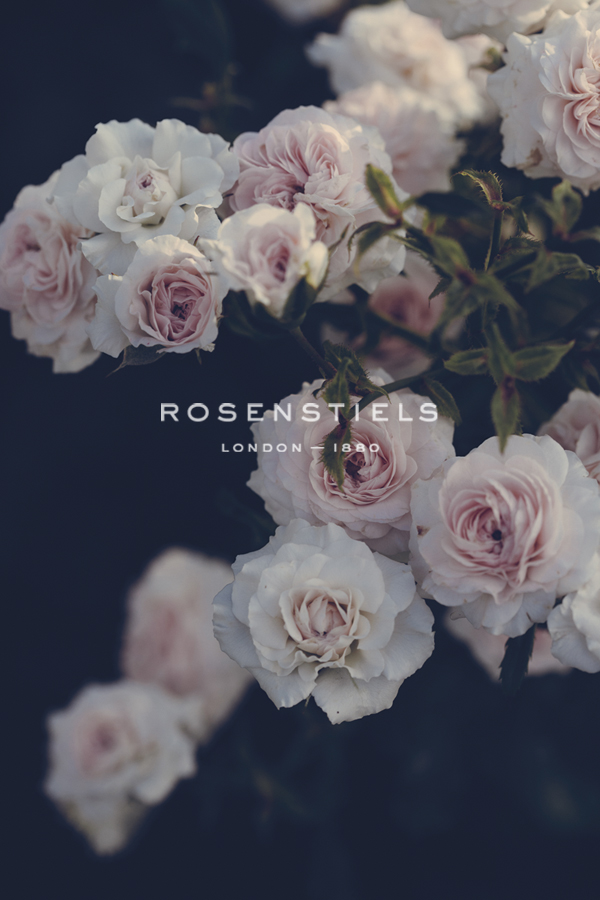 Rambling Roses - Irene Suchocki