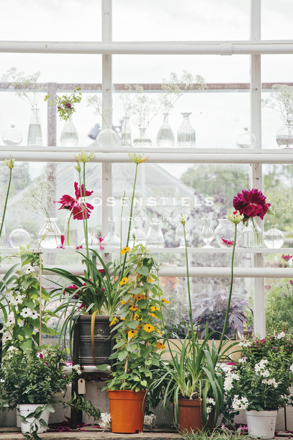 Greenhouse Glamour - Irene Suchocki
