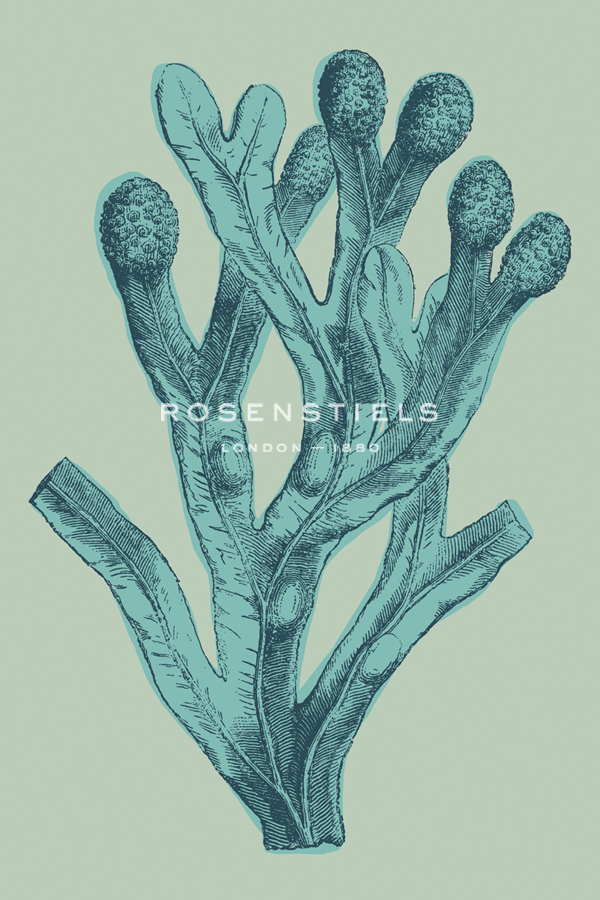 Fucus vesiculosus - Ocean - Maria Mendez