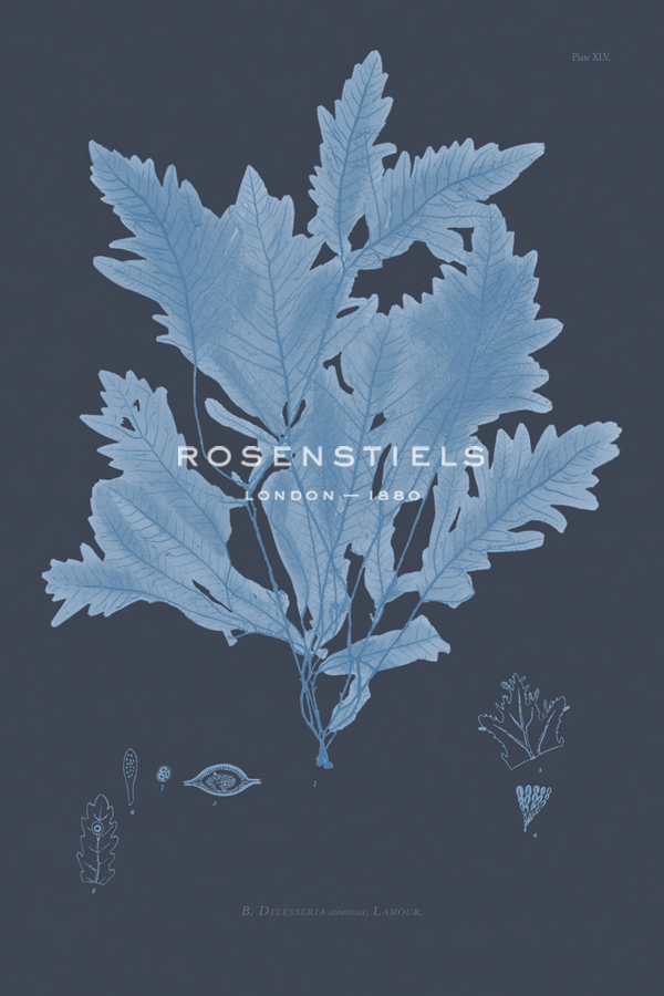 Vintage Seaweed - Crest - Henry Bradbury