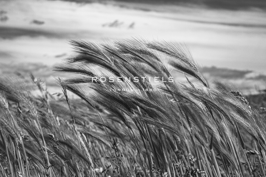 Seagrass Sway - Andrew Geiger