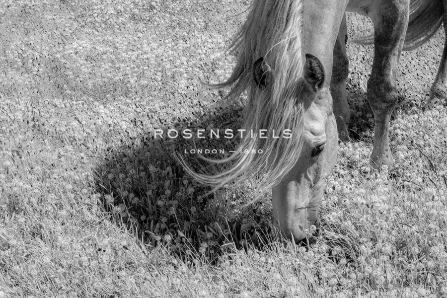 Graceful Grazing - Andrew Geiger