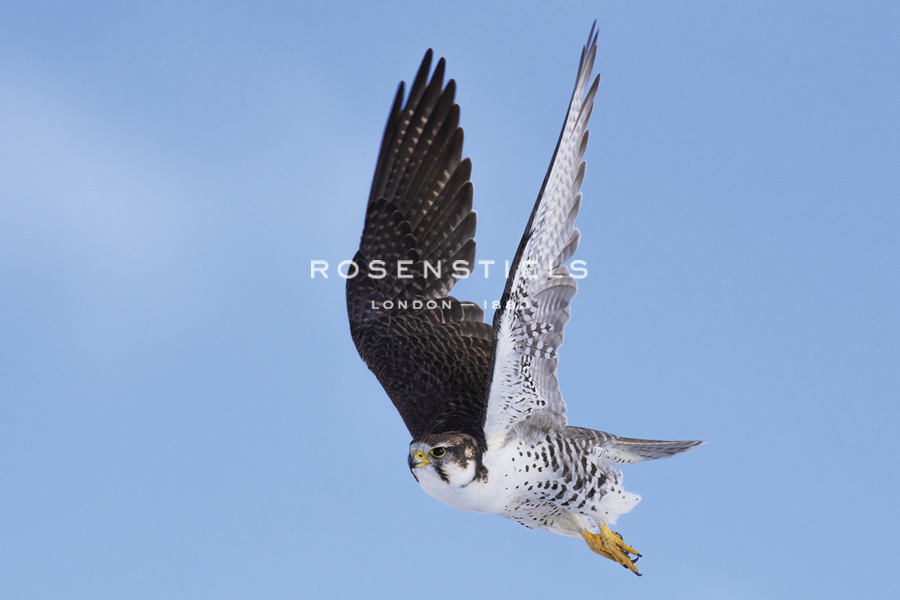 Falcon Soaring - Wild Wonders of China