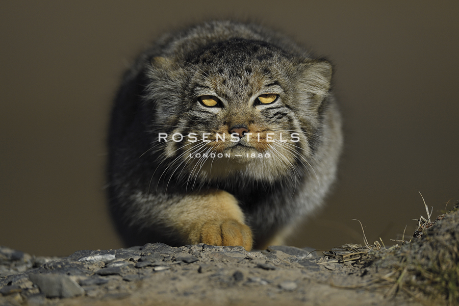 Sneaking Approach - Wild Wonders of China