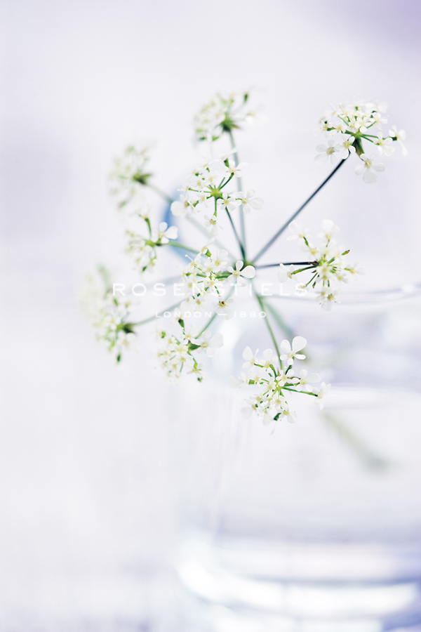 Peaceful Floral - Symphony - James Guilliam