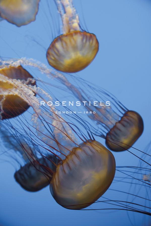 Atlantic Sea Nettle - Michele Falzone