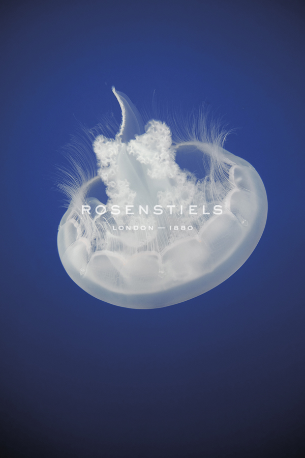 Moon Jellyfish - Michele Falzone