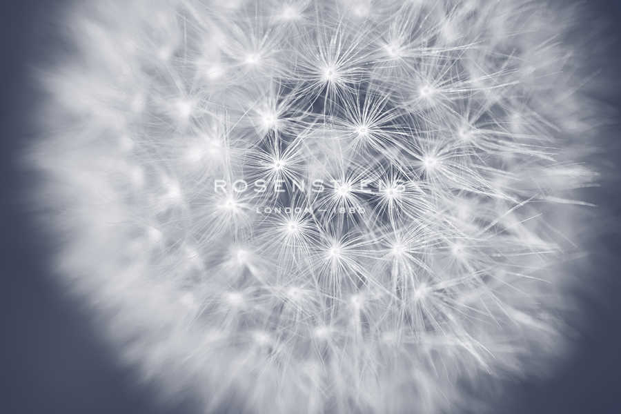 Dandelion Still - Andreas Stridsberg