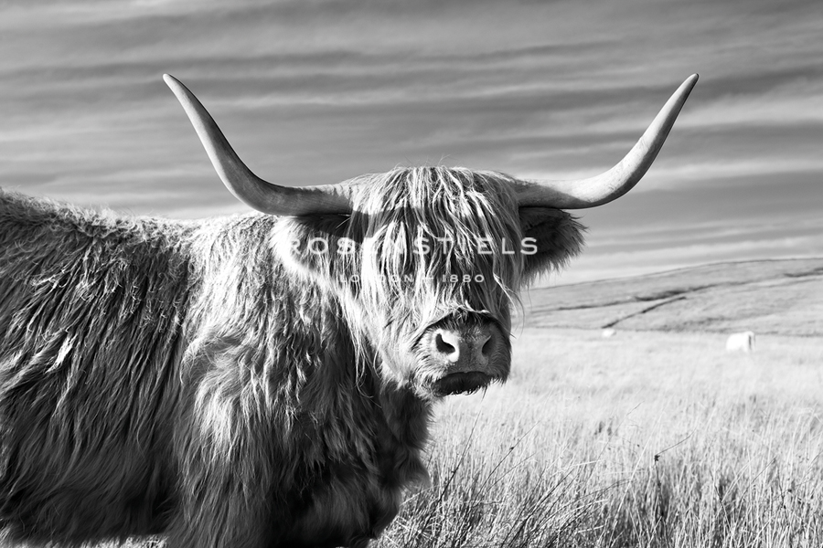 Magnificent Wild - Poise - James Guilliam
