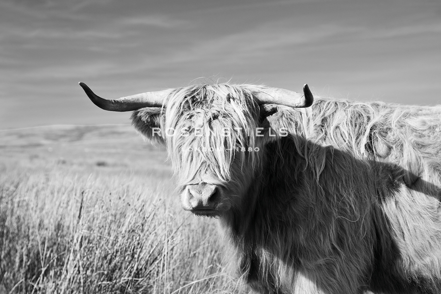 Magnificent Wild - Grace - James Guilliam