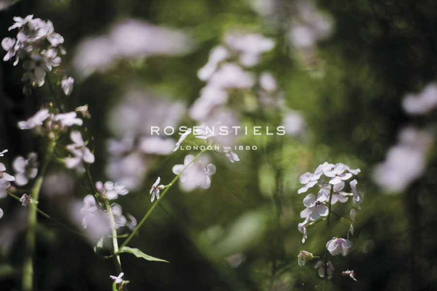 Wildflower Sensation - Sarah Hart Morgan