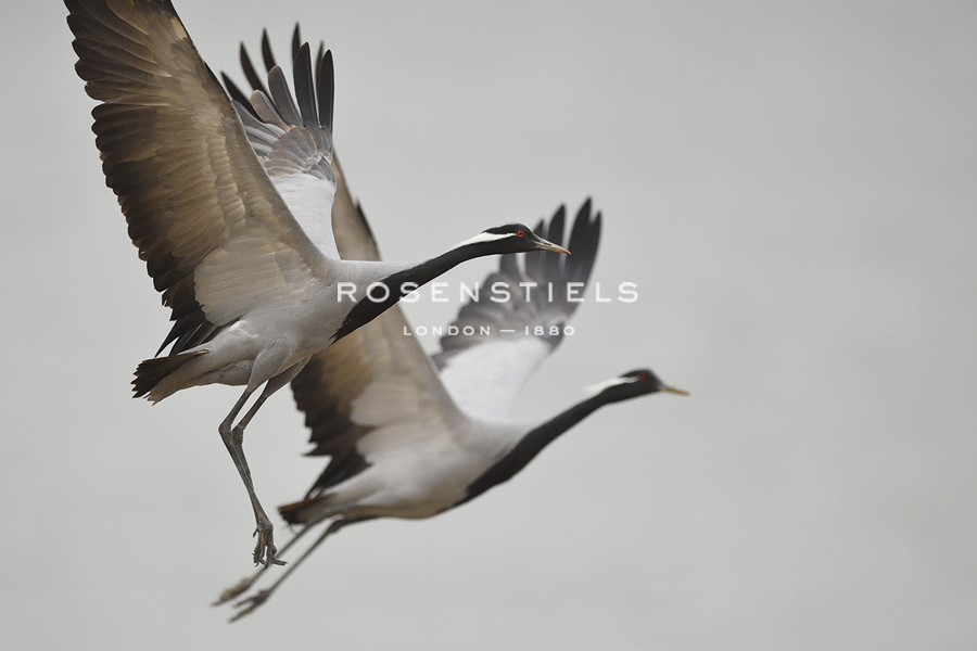 Crane Symphony - Wild Wonders of China