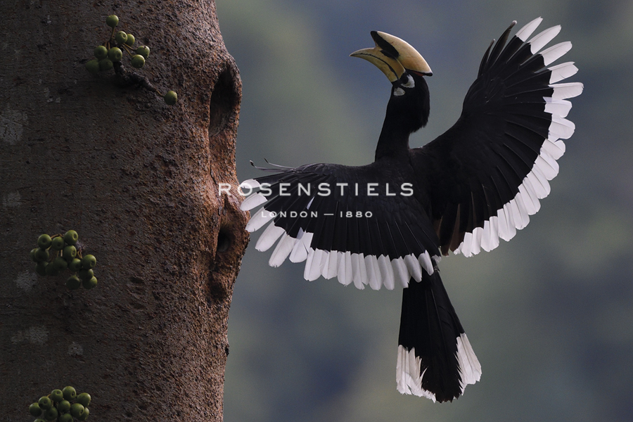 Hovering High - Wild Wonders of China