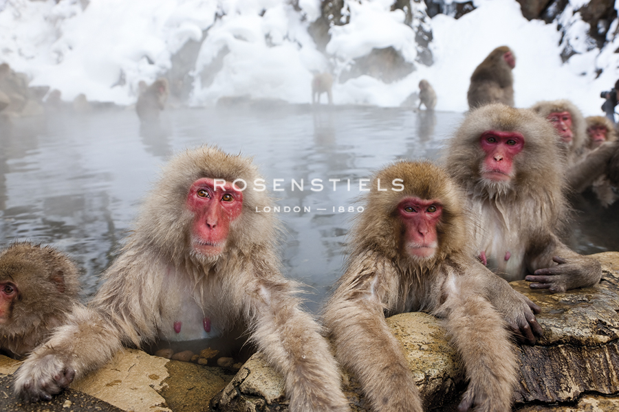 Hot Spring Regulars - Peter Adams