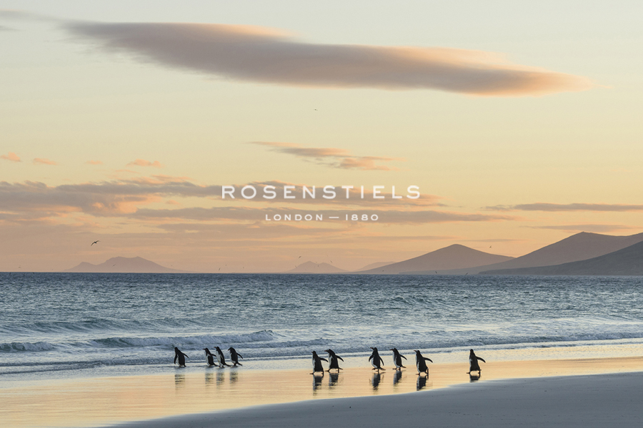 Sunset Waddle - Martin Zwick