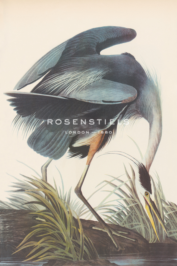 Great Blue Heron - James Audubon