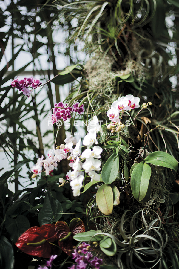 Opulent Bloom - Sprout - Sarah Hart Morgan