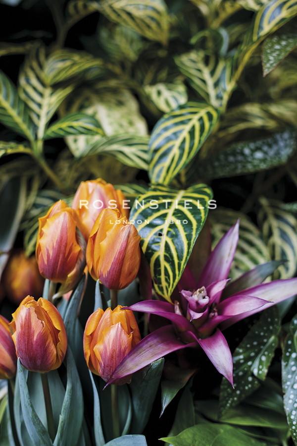 Opulent Bloom - Bud - Sarah Hart Morgan