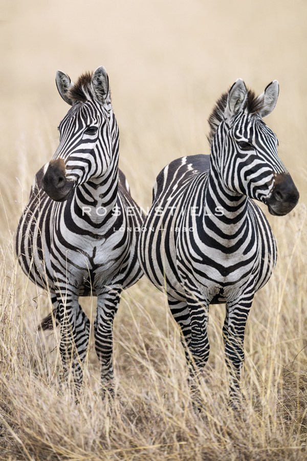 Safari Duet - Nigel Pavitt