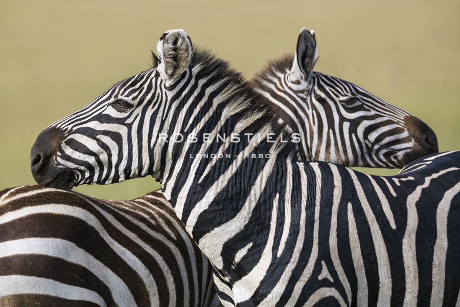 Greetings - Nigel Pavitt