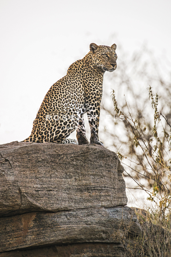 The Look Out - Nigel Pavitt
