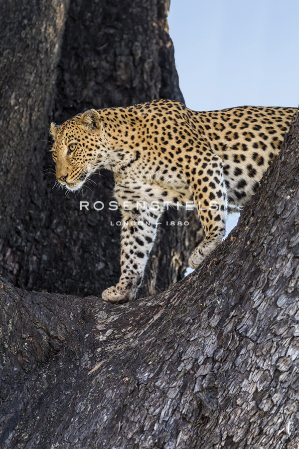 Watchful Approach - Nigel Pavitt