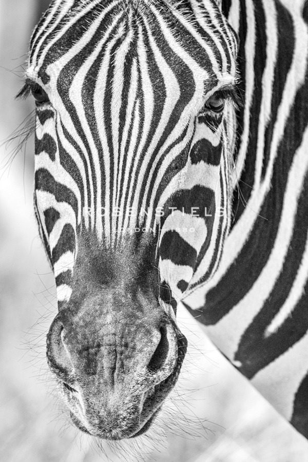 Zebra Focus - Catherina Unger