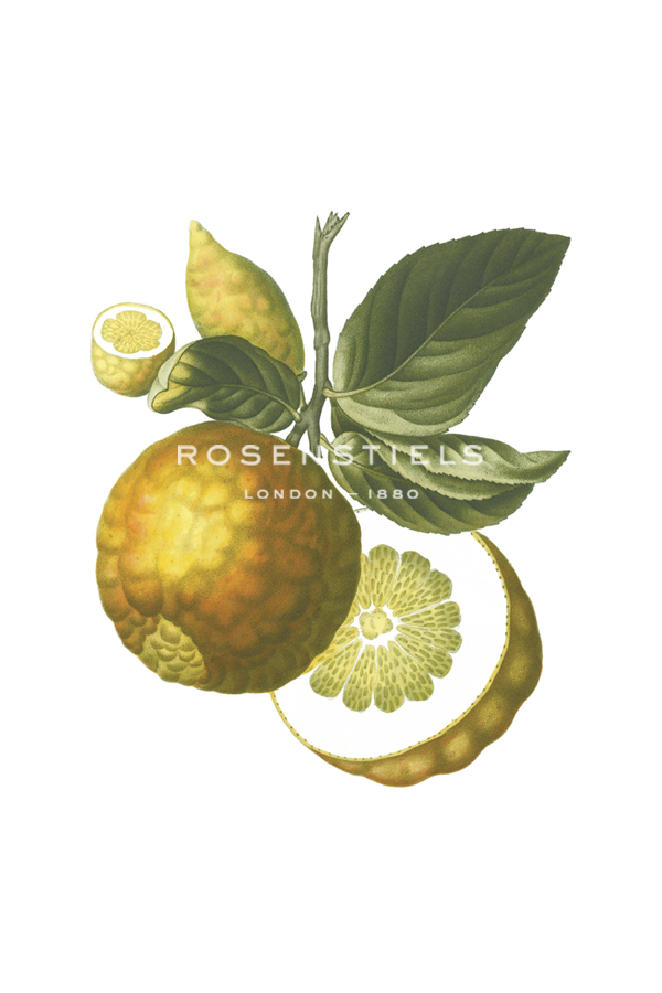 Fruit Collection - Malus Pumila - The Vintage Collection