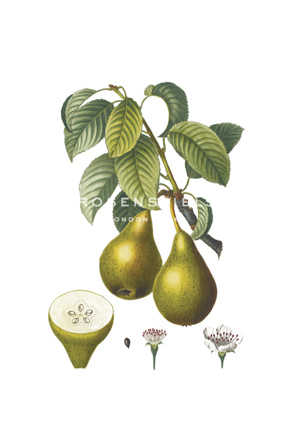 Fruit Collection - Pirum - The Vintage Collection