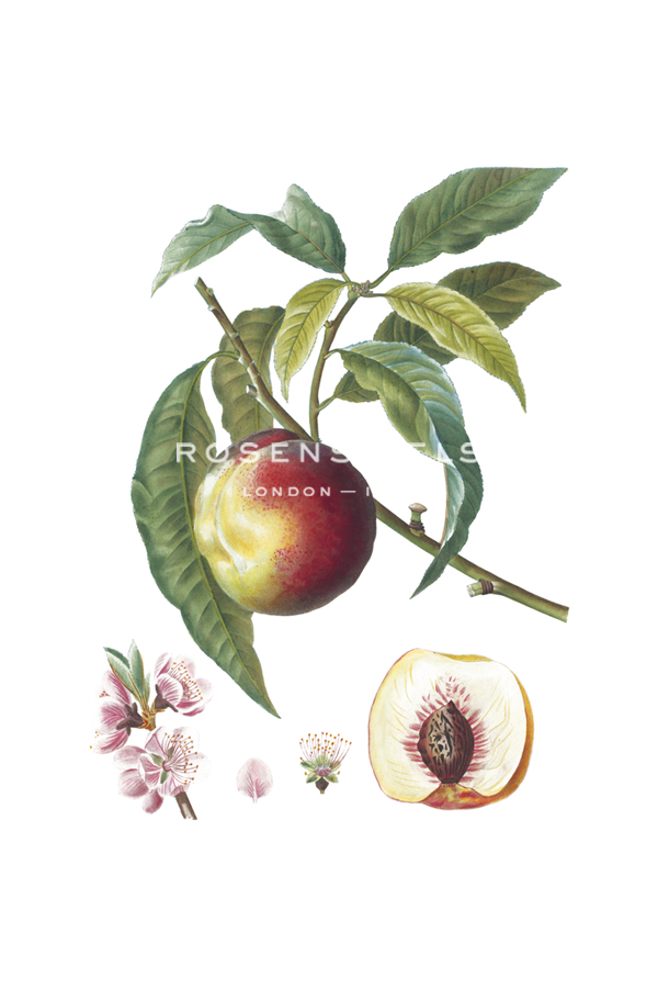 Fruit Collection - Persici - The Vintage Collection