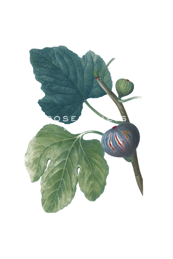 Fruit Collection - Ficus - The Vintage Collection