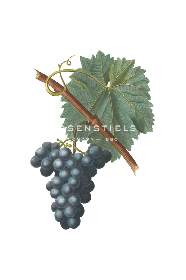Fruit Collection - Vinea Uva - The Vintage Collection