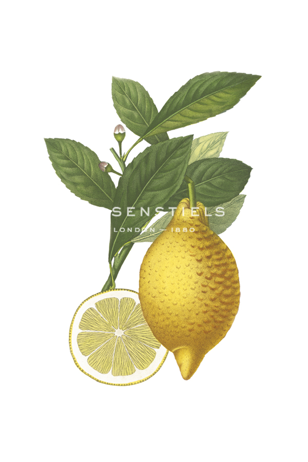 Fruit Collection - Citria - The Vintage Collection