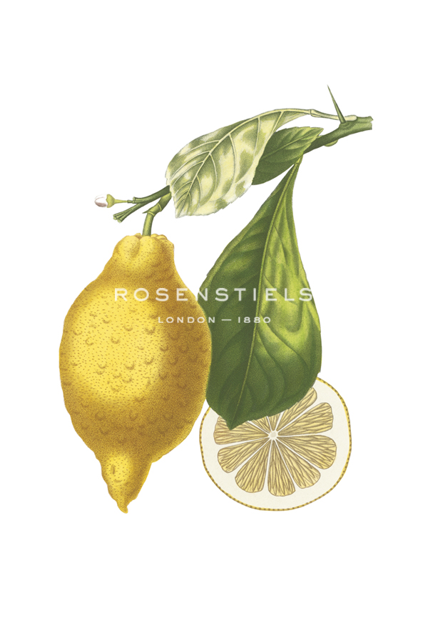 Fruit Collection - Citrus - The Vintage Collection