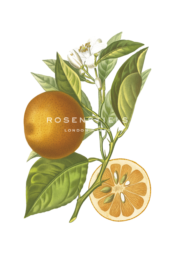 Fruit Collection - Aurantiaco - The Vintage Collection