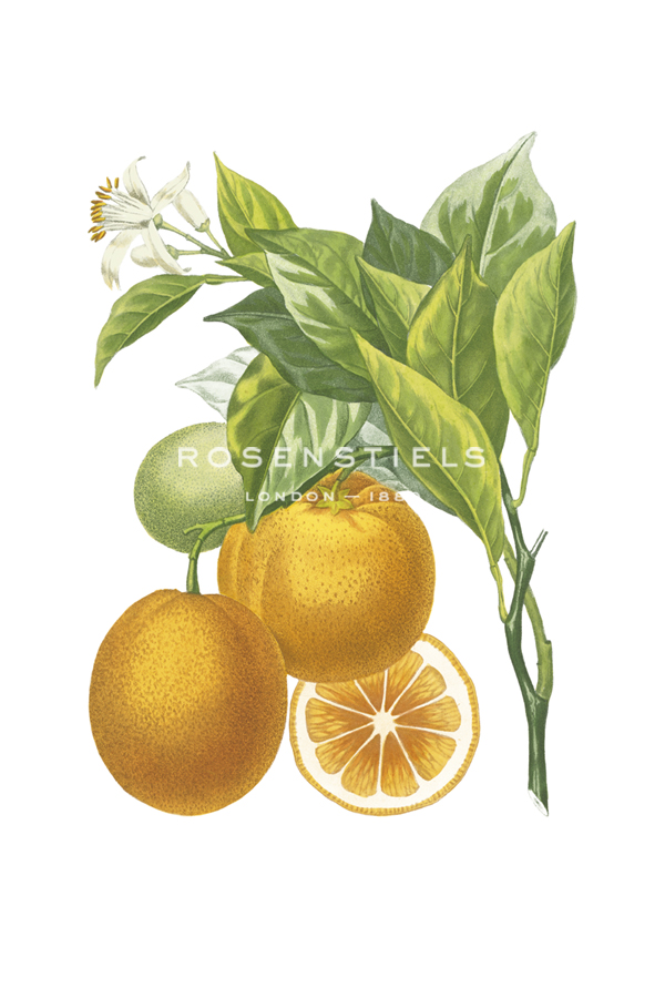 Fruit Collection - Aurantium - The Vintage Collection