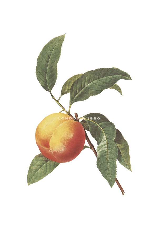 Fruit Collection - Malum Persicum - The Vintage Collection