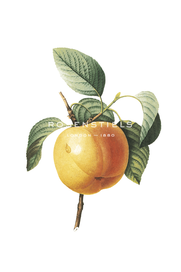 Fruit Collection - Prunus Persica - The Vintage Collection