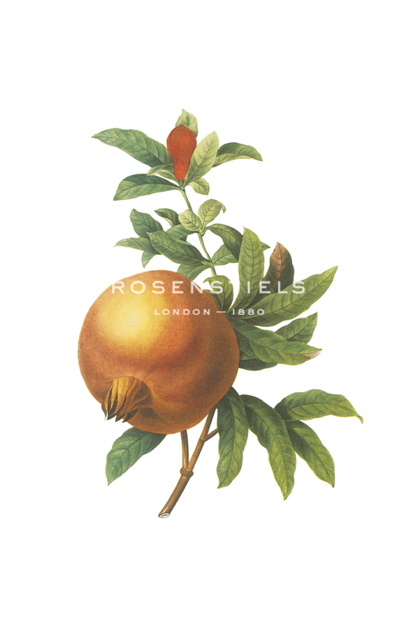 Fruit Collection - Malogranatum - The Vintage Collection