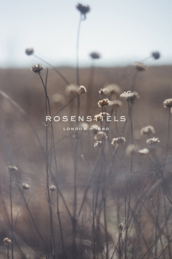 Winter Walks - Seed - Sarah Hart Morgan