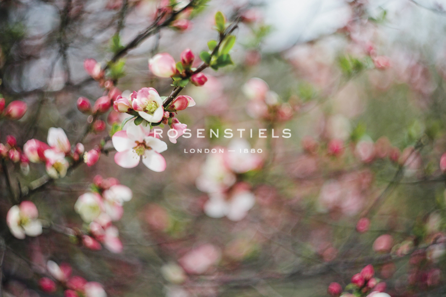 Blossom Whirl - Sarah Hart Morgan