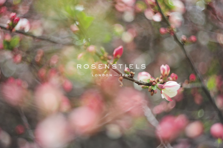 Blossom Twirl - Sarah Hart Morgan